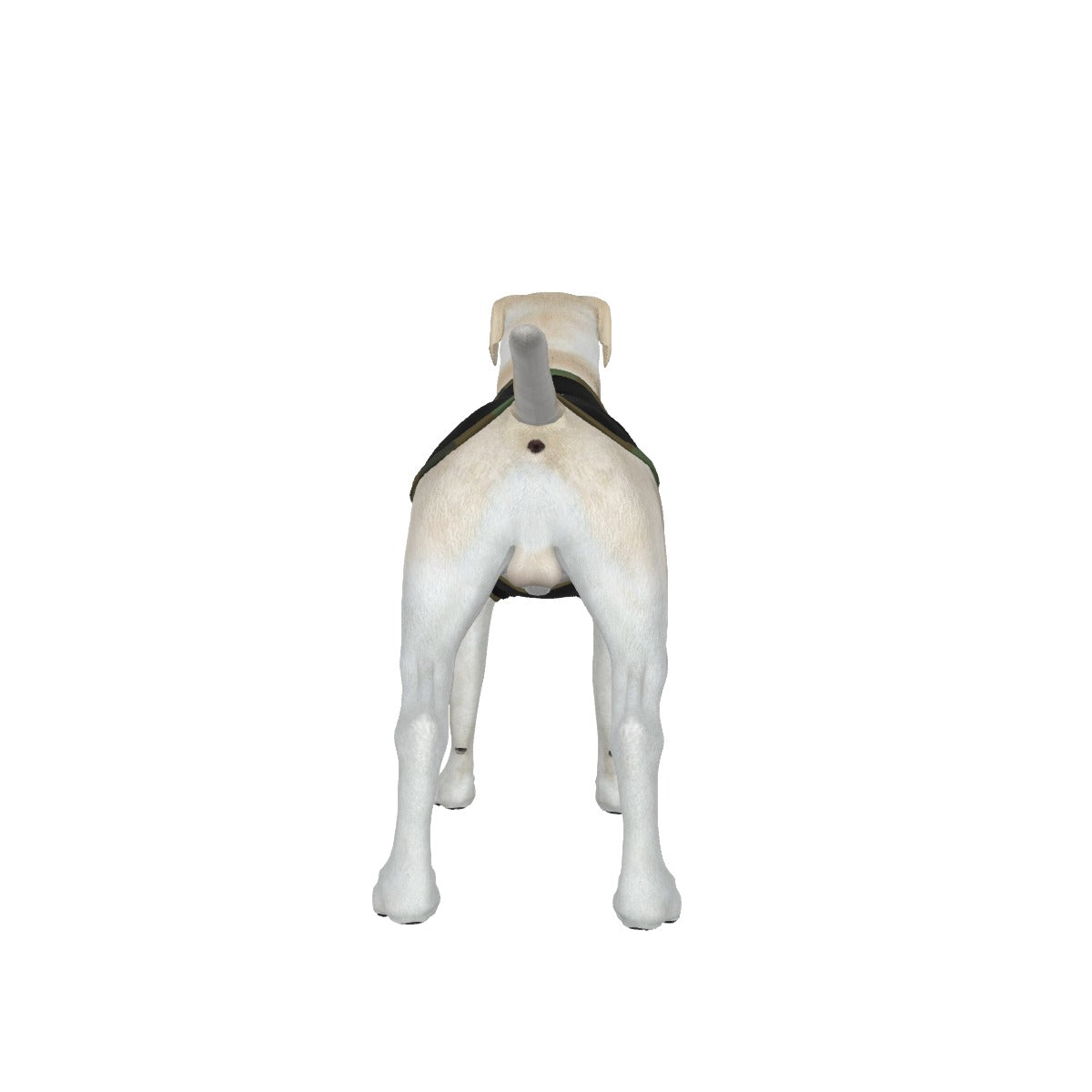 Bulldog- Camo Collar- My Owner Is Armed- Anti Woke Pets Big Tank Top